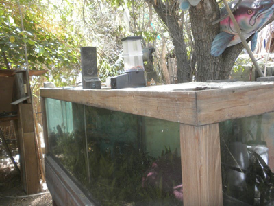 automatic fish feeder on outdoor aquarium