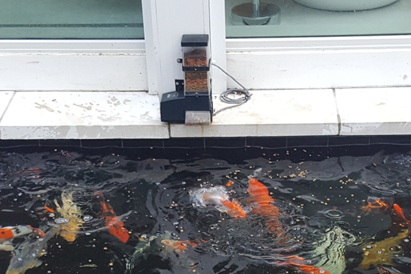 Feeder on side of koi pond