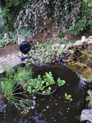arial view of koi pond feeder