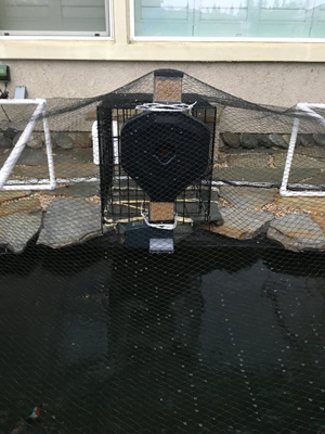 koi pond feeder covered with net