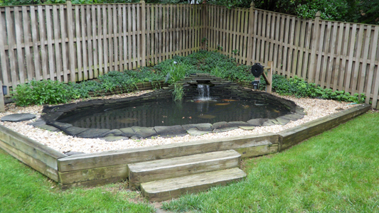 backyard pond with automatic fish feeder