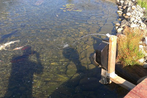 KSF-3XL large feeder mounted on bridge over pond